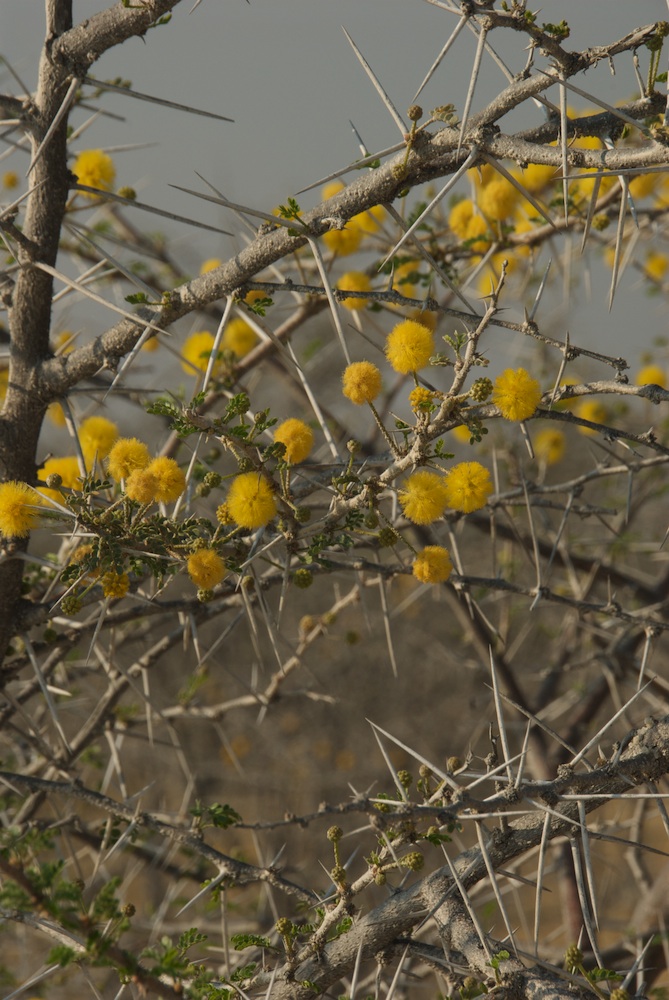 Fabaceae Acacia nebrownii