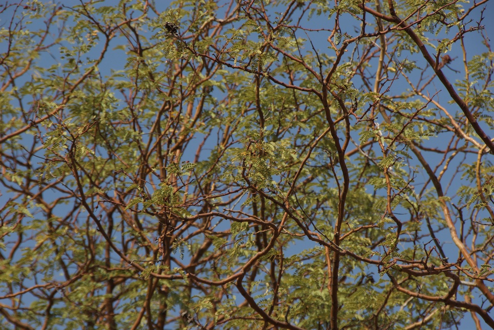 Fabaceae Acacia reficiens