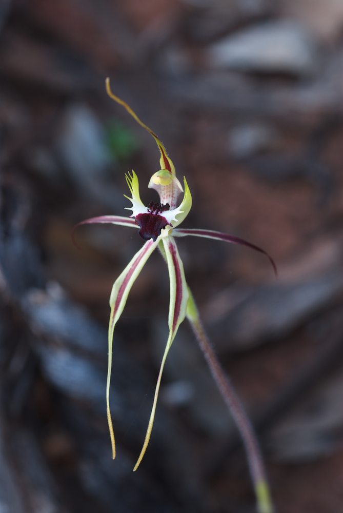Orchidaceae Caladenia dilatata