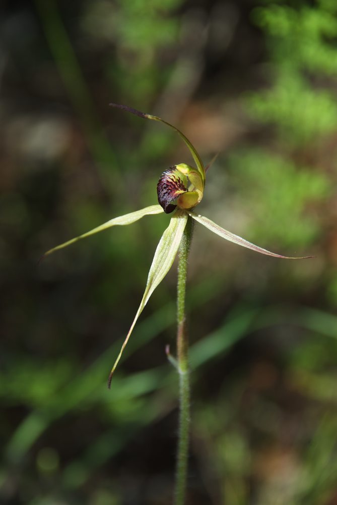 Orchidaceae Caladenia patersonii