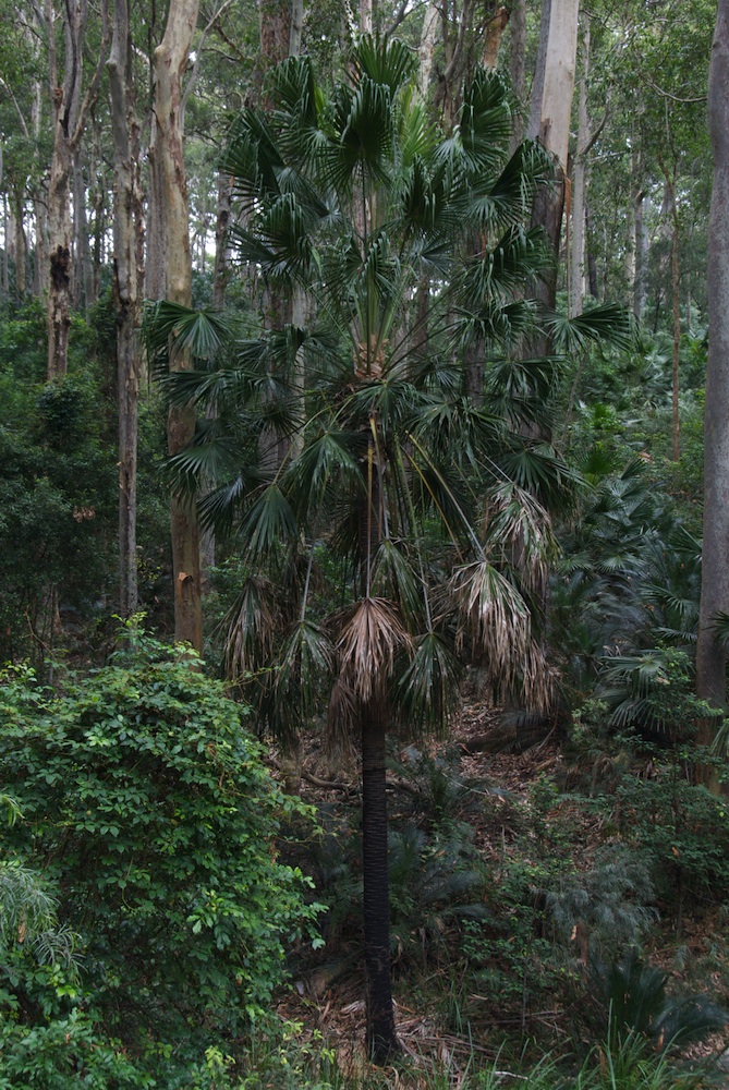 Arecaceae Livistona australis