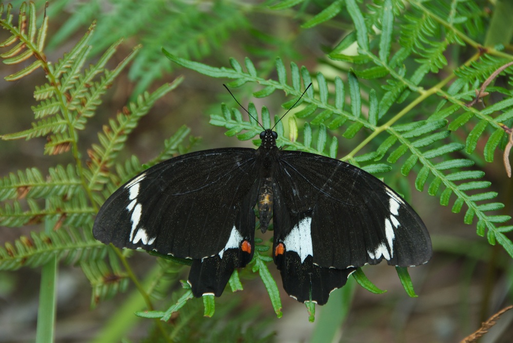 Papilionidae Papilio aegeus