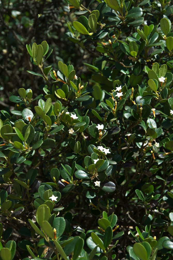 Apocynaceae Alyxia buxifolia