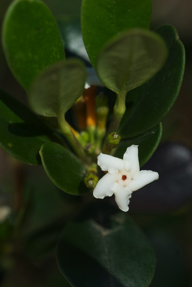 Apocynaceae Alyxia buxifolia