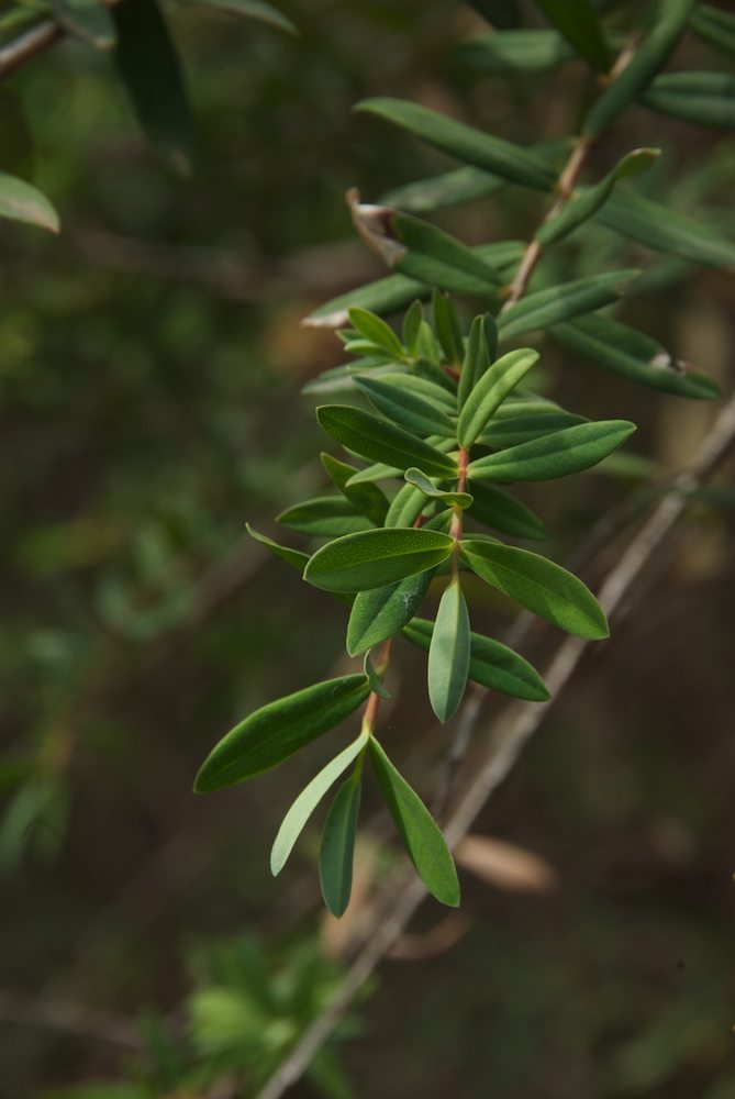 Myrtaceae Melaleuca hypericifolia