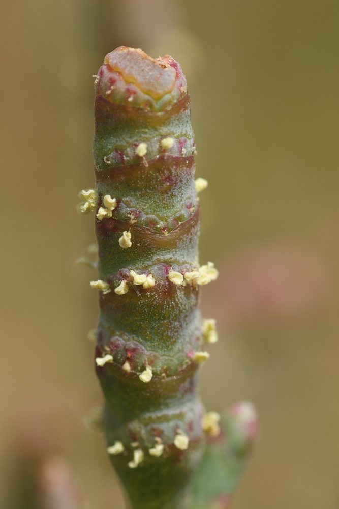 Amaranthaceae Sarcocornia quinqueflora