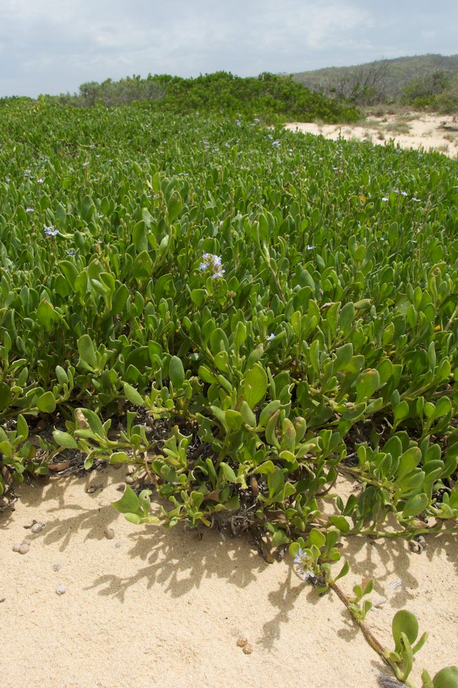 Goodeniaceae Scaevola calendulacea