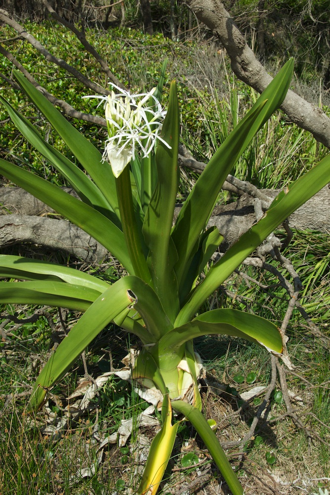 Amaryllidaceae Crinum pedunculatum