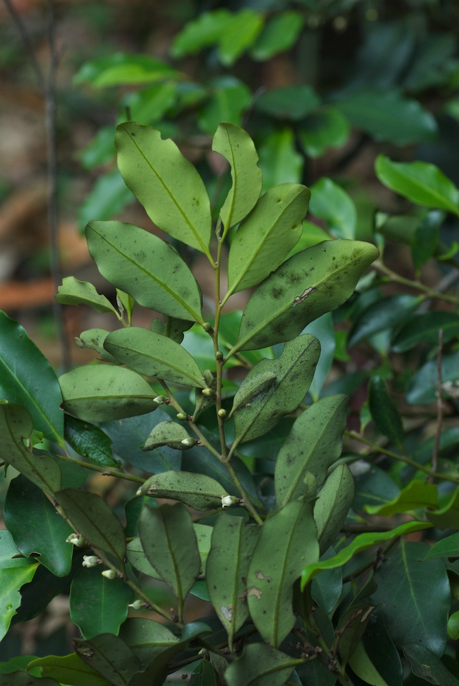 Ebenaceae Diospyros australis