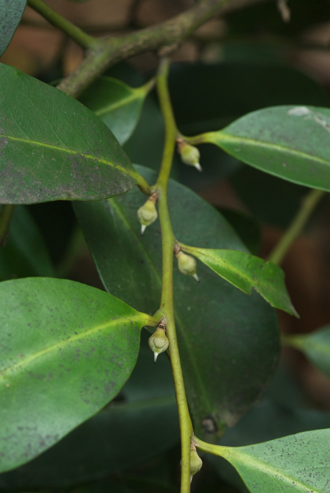 Ebenaceae Diospyros australis