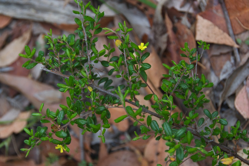 Dilleniaceae Hibbertia aspera