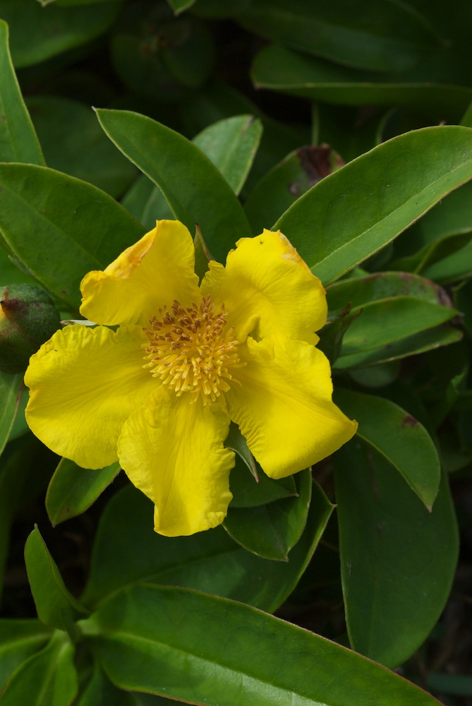 Dilleniaceae Hibbertia scandens