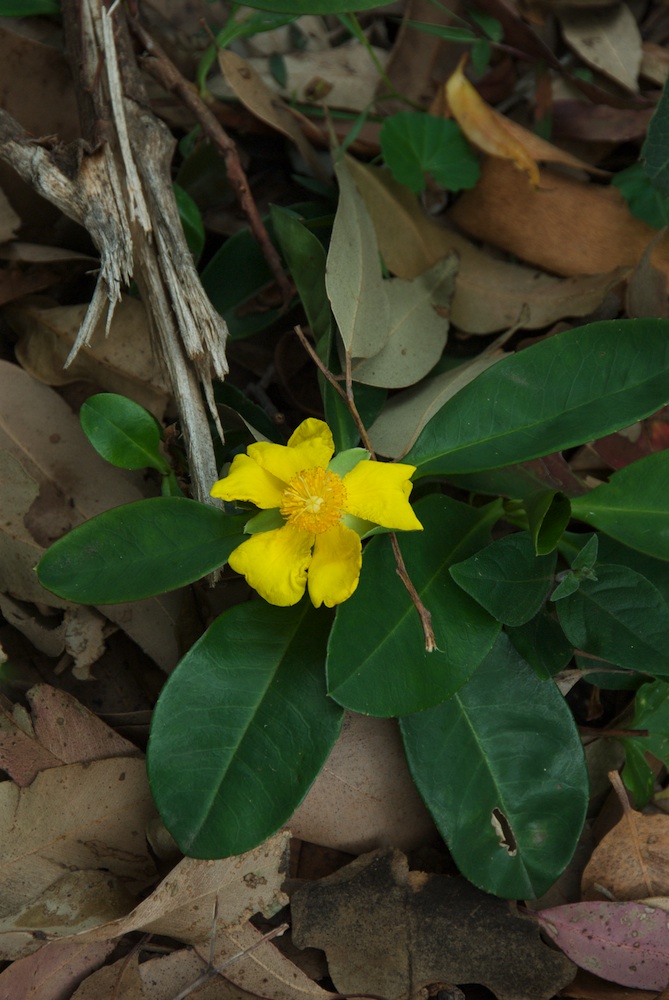 Dilleniaceae Hibbertia scandens