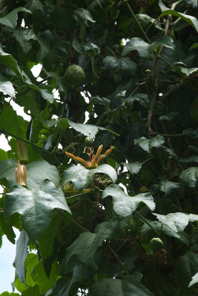 Passifloraceae Passiflora herbertiana