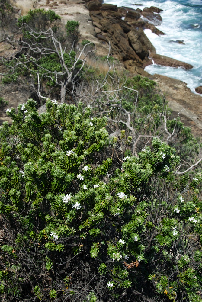 Lamiaceae Westringia fruticosa