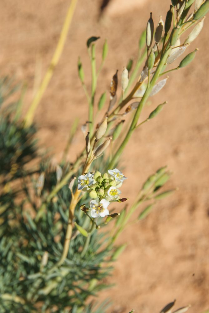 Brassicaceae Arabidella  glaucescens