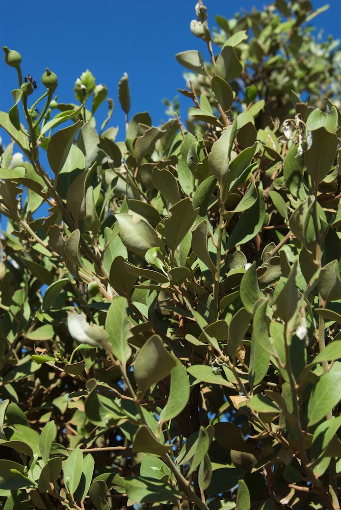 Capparaceae Capparis mitchellii