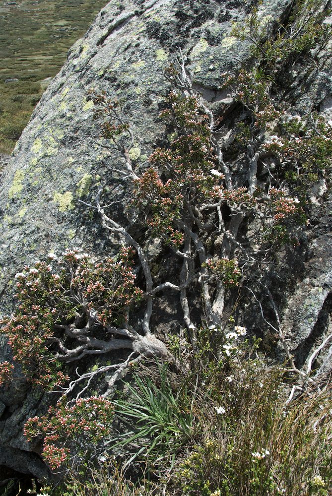 Ericaceae Epacris paludosa