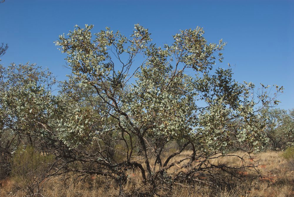 Myrtaceae Eucalyptus gamophylla