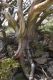 image of Eucalyptus pauciflora