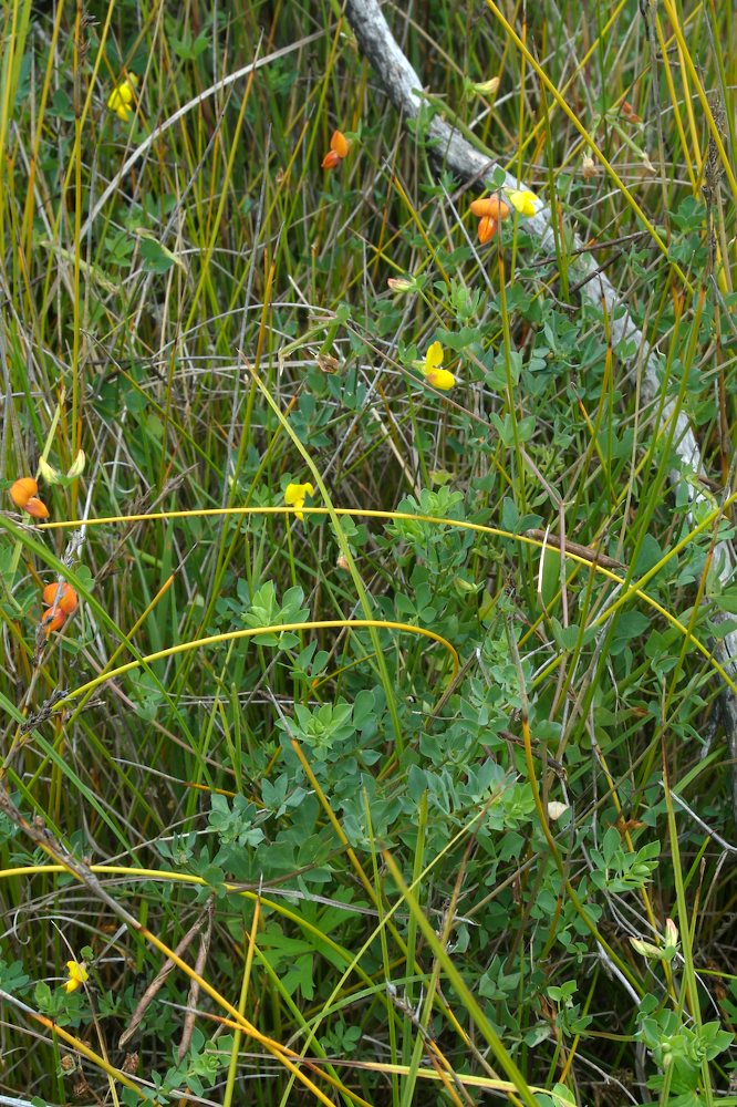Fabaceae Lotus corniculatus