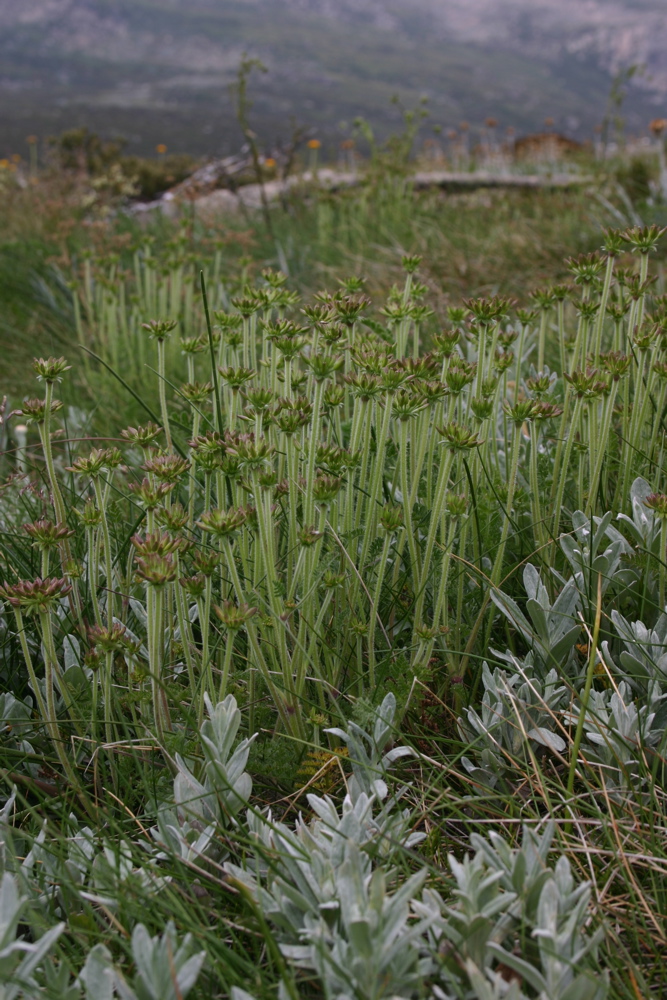 Apiaceae Oreomyrrhis eriopoda