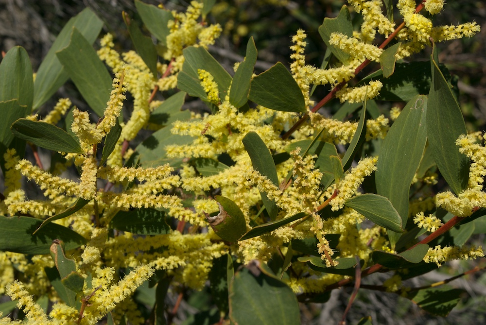 Fabaceae Acacia sophorae