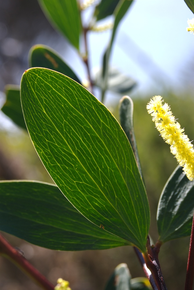 Fabaceae Acacia sophorae