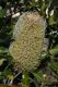 image of Banksia serrata