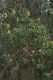 image of Banksia integrifolia