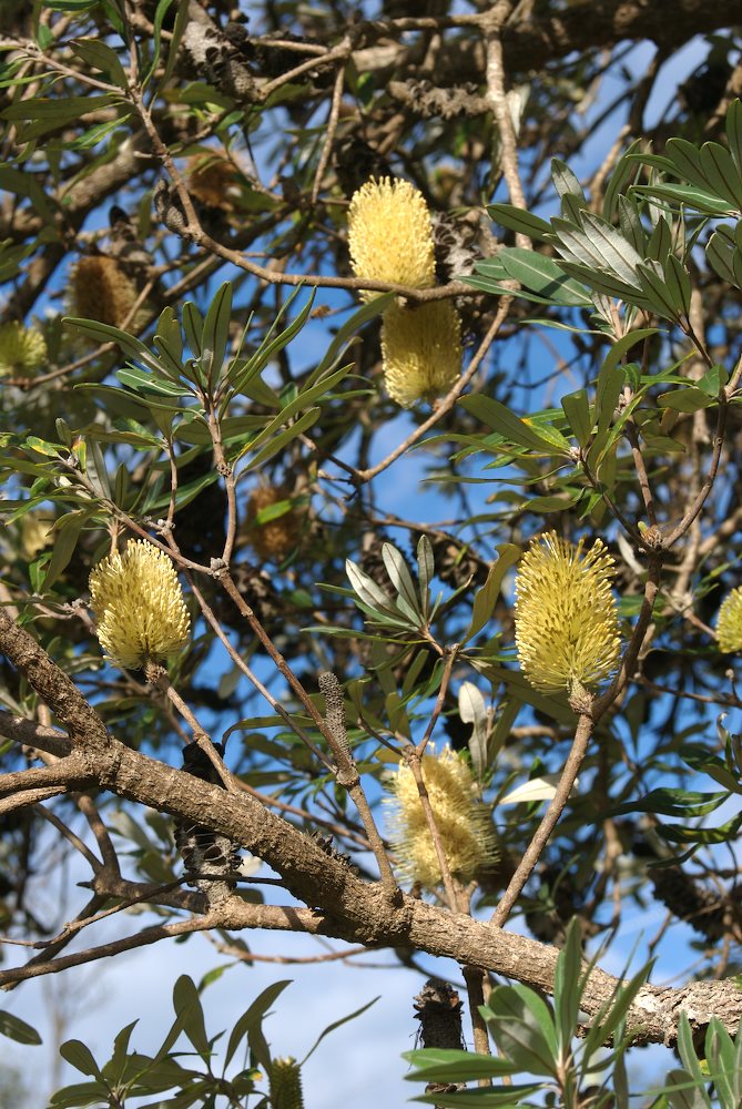 Proteaceae Banksia integrifolia