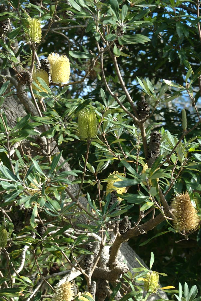 Proteaceae Banksia integrifolia