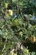 image of Banksia integrifolia