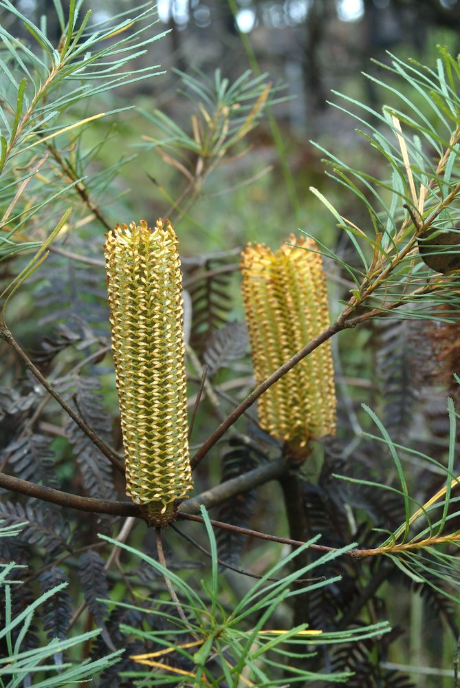 Proteaceae Banksia spinulosa