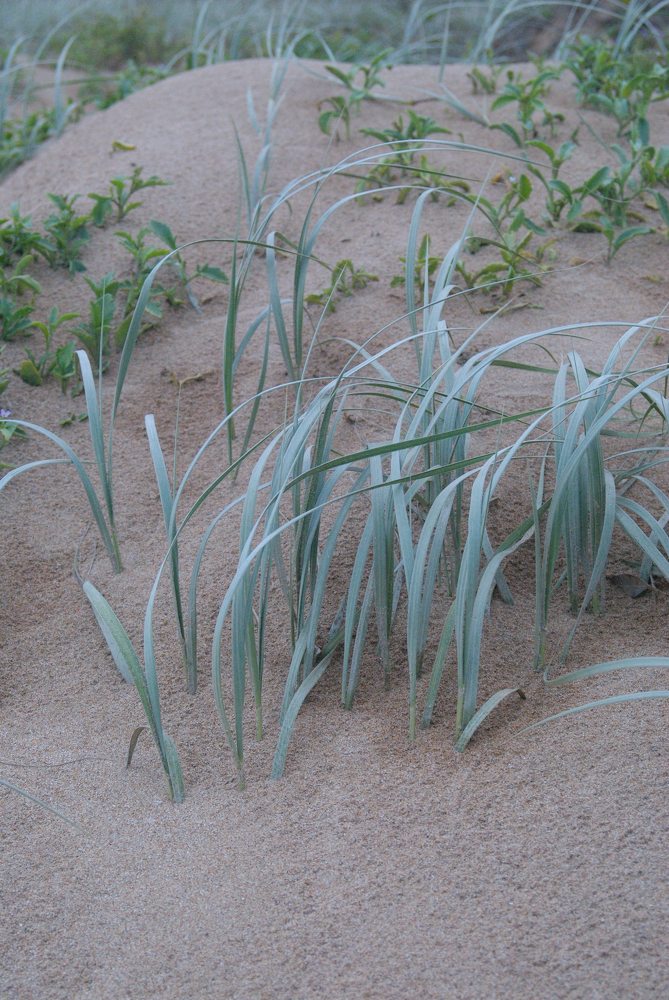 Poaceae Spinifex sericeus