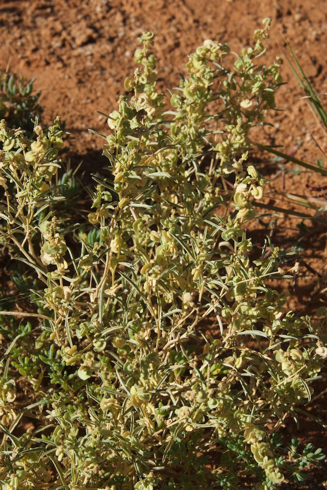 Amaranthaceae Atriplex quinii