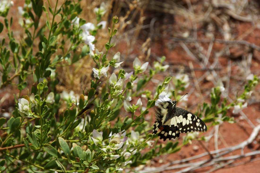 Papilionidae Papilio demoleus