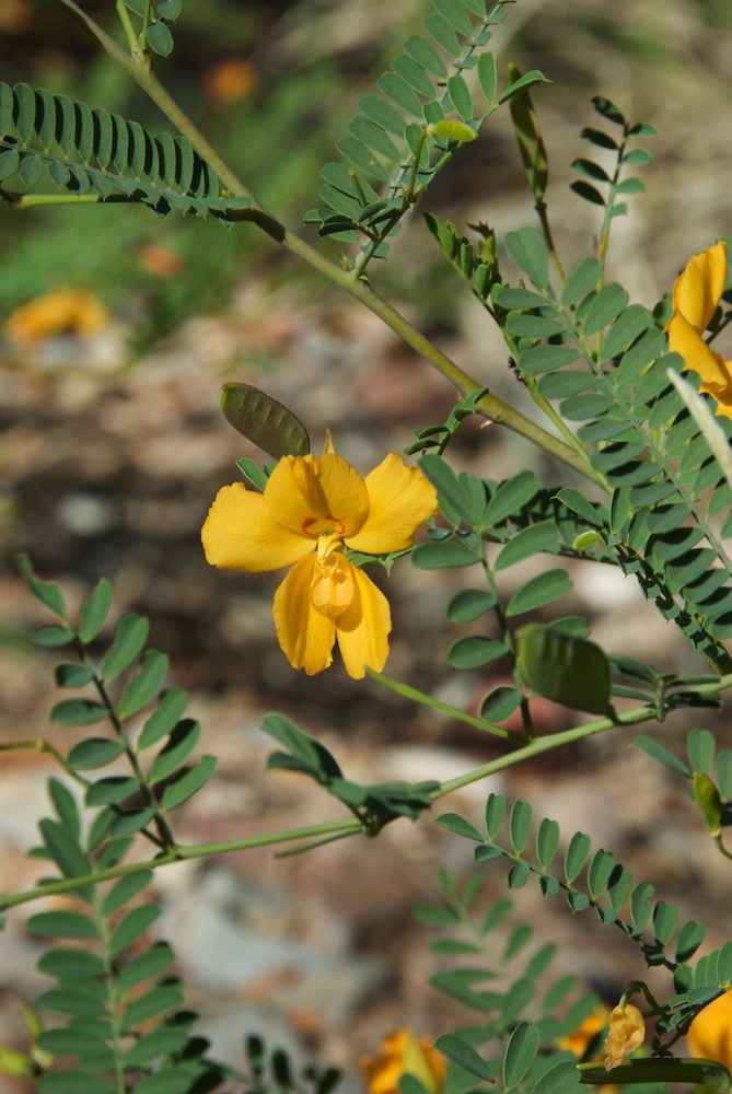 Fabaceae Petalostylis cassioides