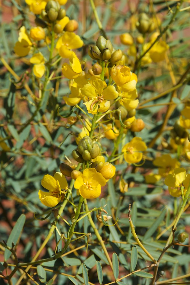 Fabaceae Senna pleurocarpa