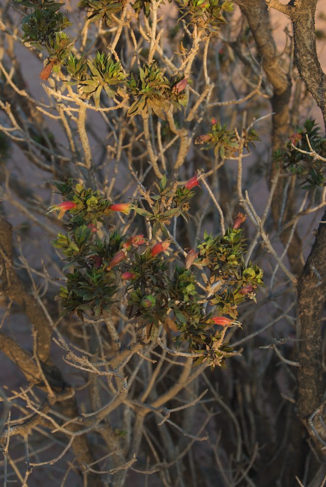 Scrophulariaceae Eremophila duttonii