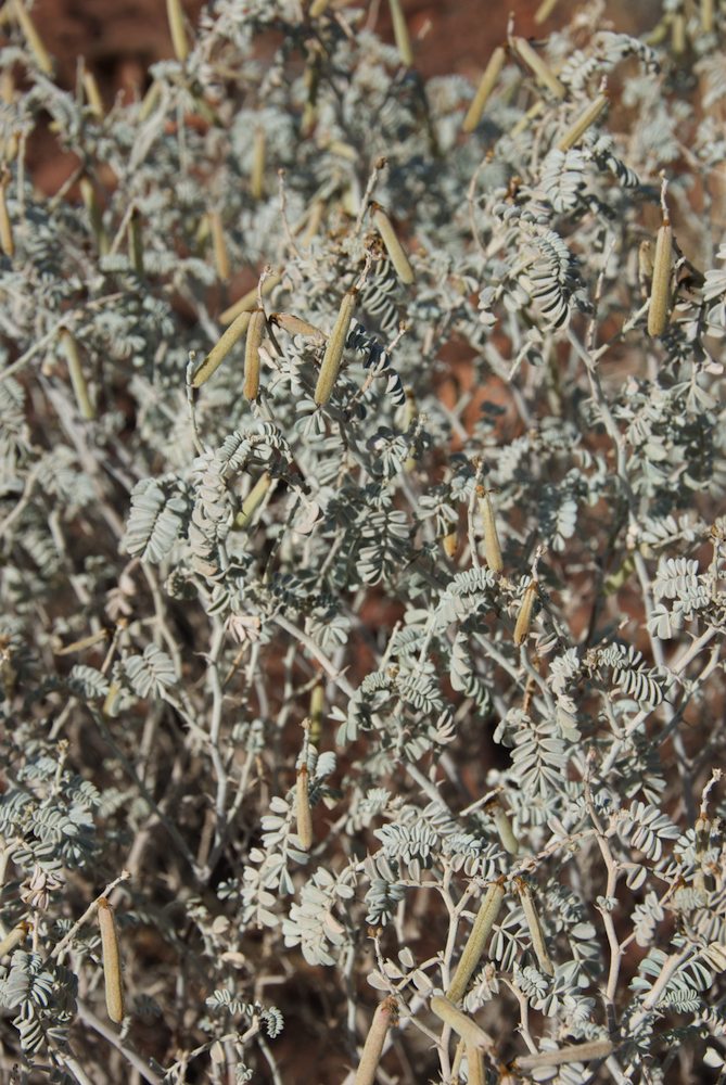 Fabaceae Indigofera leucotricha