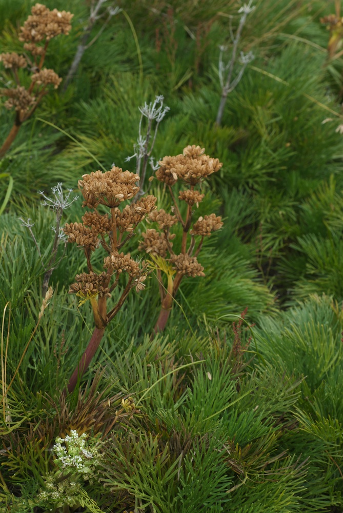 Apiaceae Aciphylla glacialis