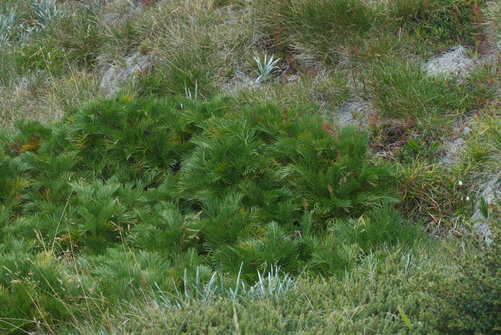 Apiaceae Aciphylla glacialis