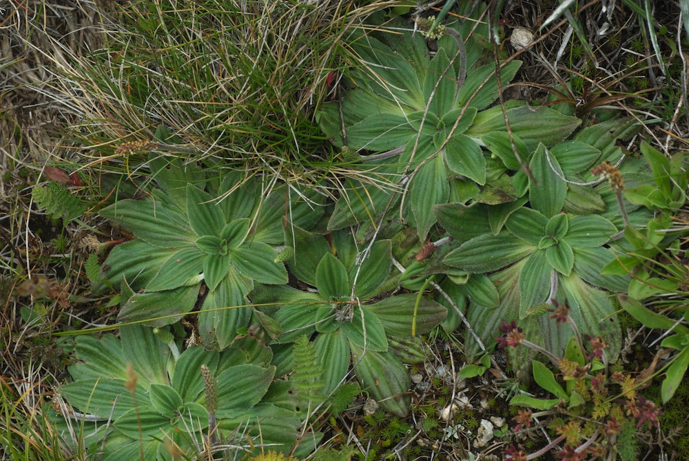 Plantaginaceae Plantago euryphylla