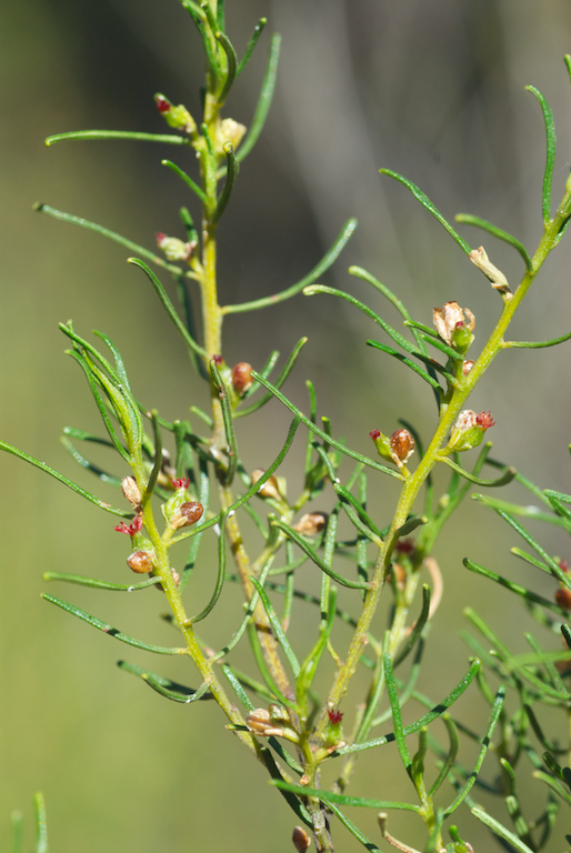 Euphorbiaceae Bertya cunninghamii