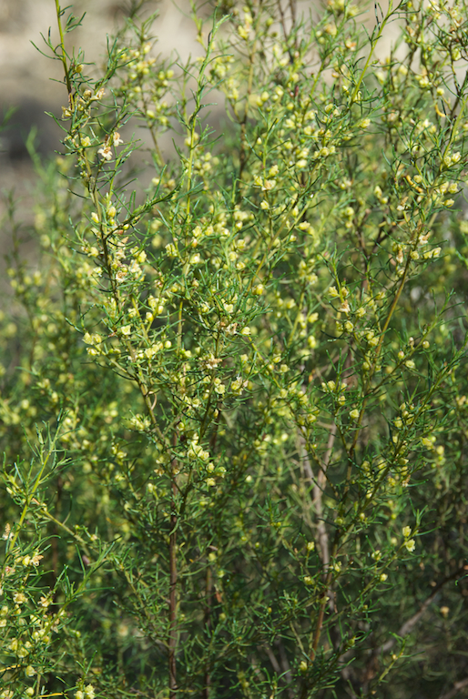 Euphorbiaceae Bertya cunninghamii