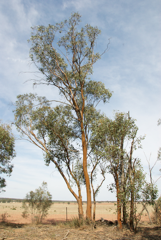 Myrtaceae Eucalyptus behriana