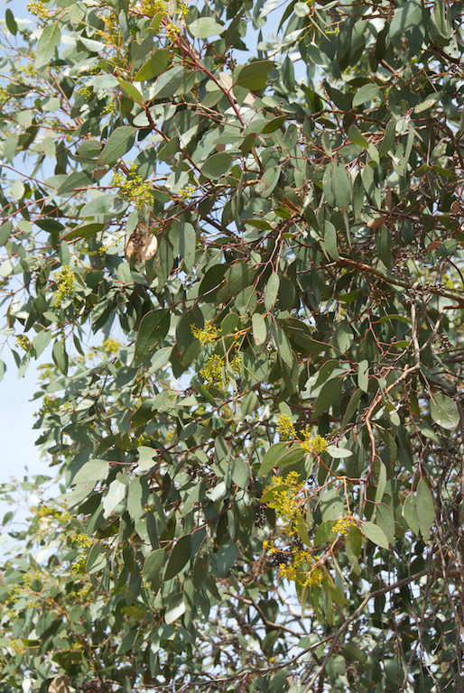 Myrtaceae Eucalyptus behriana