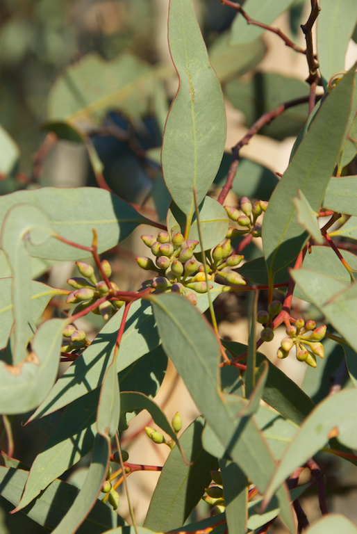 Myrtaceae Eucalyptus dumosa