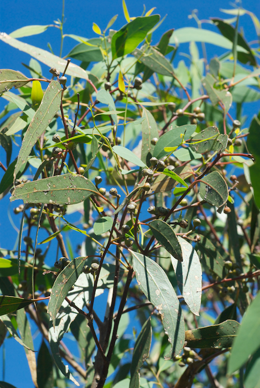 Myrtaceae Eucalyptus dwyeri